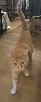 Rescue Tabby Cats for Adoption in Lawrenceville, Georgia - Chinney | PetCurious