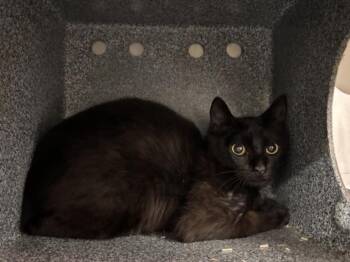 Domestic Short Hair Cats Available for Adoption in Houston, Texas - KENDRICK | PetCurious