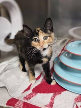 Cleo -  Domestic Short Hair Cat for Adoption in Westland, Michigan - Cleo | PetCurious
