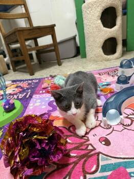 August -  Domestic Short Hair Cat for Adoption in Hendersonville, Tennessee - August | PetCurious