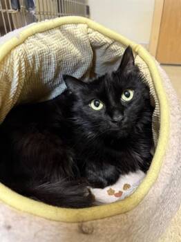 Bombay Cats Available for Adoption in South Lake Tahoe, California - SASSY | PetCurious