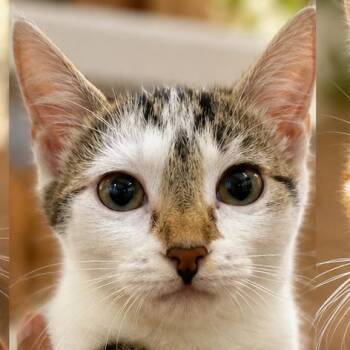 Mika (Holly) -  Domestic Short Hair Cat for Adoption in Guaynabo, Guaynabo - Mika (Holly) | PetCurious
