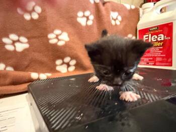 LM5 -  Domestic Short Hair Cat Available for Adoption in Ashland, Wisconsin - LM5 | PetCurious