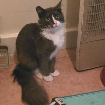 Mochi -  Domestic Medium Hair Cat for Adoption in Los Angeles, California - Mochi | PetCurious