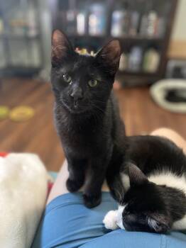 Rescue Bombay and Domestic Short Hair Cats for Adoption in Columbus, Ohio - FORREST | PetCurious