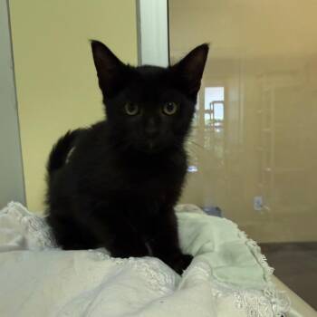 Raven -  Domestic Medium Hair Cat for Adoption - Raven | PetCurious