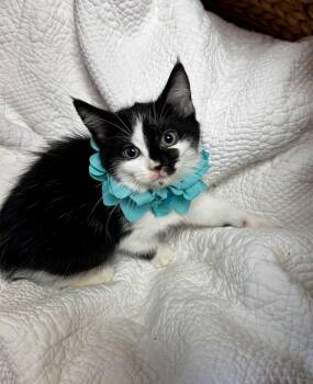 Rescue Domestic Short Hair Cats for Adoption in Greensboro, North Carolina - Cuddles | PetCurious