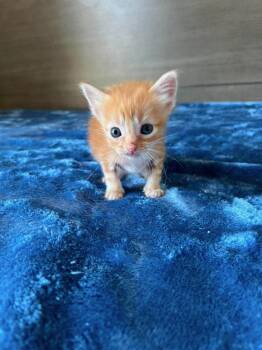 Yoda -  Tabby Cat for Adoption in Tulsa, Oklahoma - Yoda | PetCurious