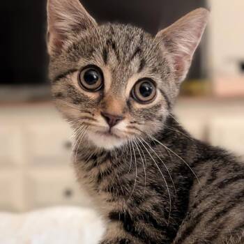 Coven of Heros -  Domestic Short Hair Cat for Adoption in Fredericksburg, Virginia - Coven Of Heros | PetCurious