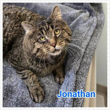 Domestic Short Hair Cats Available for Adoption - Jonathan | PetCurious
