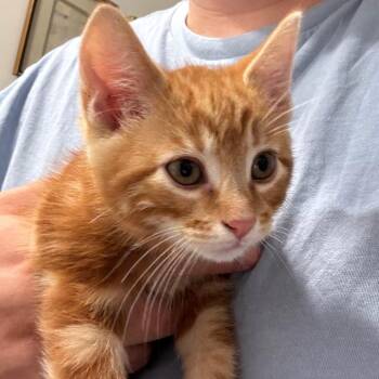 Billy -  Domestic Short Hair Cat for Adoption in Inwood, West Virginia - Billy | PetCurious