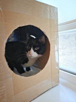 Angelo -  Domestic Short Hair Cat for Adoption - Angelo | PetCurious