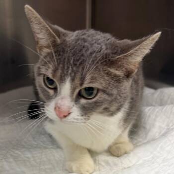 Boba -  Domestic Short Hair Cat for Adoption in Canton, Illinois - Boba | PetCurious