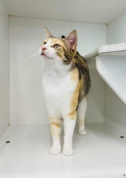 Jarri -  Domestic Short Hair Cat Available for Adoption in Friendswood, Texas - Jarri | PetCurious