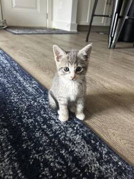 RON -  Domestic Short Hair Cat for Adoption in Charlotte, North Carolina - RON | PetCurious