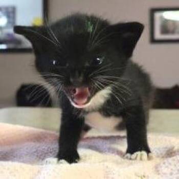 Parmesan - green -  Domestic Short Hair Cat for Adoption in West Palm Beach, Florida - Parmesan - Green | PetCurious