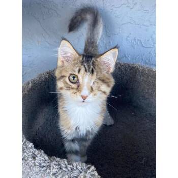 Rescue Tabby and Domestic Long Hair Cats for Adoption in Morgan Hill, California - Magnolia | PetCurious