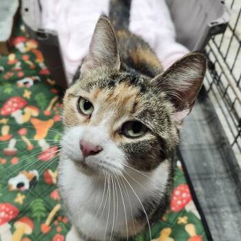Pretzel -  Domestic Short Hair Cat for Adoption in Middletown, Ohio - Pretzel | PetCurious