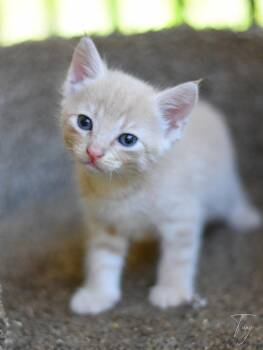 Tang -  Domestic Medium Hair Cat for Adoption in Montgomery, Texas - Tang | PetCurious