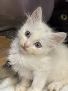 Domestic Short Hair Cats Available for Adoption - CASPIAN | PetCurious