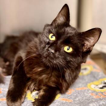 Augie -  Domestic Medium Hair Cat for Adoption in Stafford Township, New Jersey - Augie | PetCurious