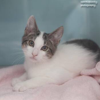 Orange -  Domestic Short Hair Cat for Adoption in Ridgefield, Connecticut - Orange | PetCurious
