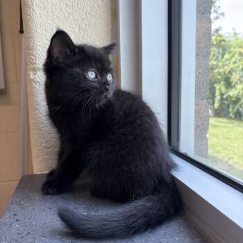 Hershey -  Domestic Short Hair Cat for Adoption in Mississauga, Ontario - Hershey | PetCurious