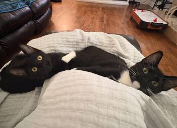 Hamp & Downy (great with kids, dogs and cats) -  Domestic Short Hair Cat for Adoption in Lucedale, Mississippi - Hamp & Downy (great With Kids, Dogs And Cats) | PetCurious