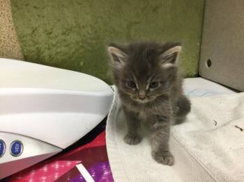 Domestic Short Hair Cats Available for Adoption in Riverside, California - VELVET | PetCurious
