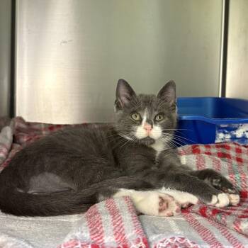 Eli -  Domestic Short Hair Cat for Adoption in Asheville, North Carolina - Eli | PetCurious