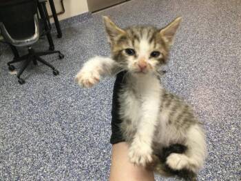 Domestic Short Hair Cats Available for Adoption in Thousand Palms, California - A1913304 | PetCurious