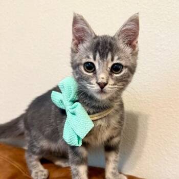 Kip Cozy Heart -  Tabby and Domestic Short Hair Cat for Adoption in Friendswood, Texas - Kip Cozy Heart | PetCurious