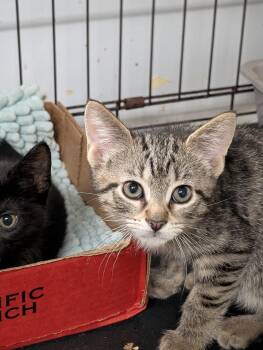 Spark -  Domestic Short Hair Cat for Adoption in Tilton, Illinois - Spark | PetCurious