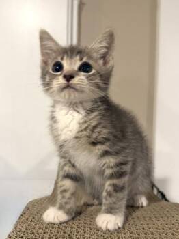 Funyun -  Domestic Short Hair Cat for Adoption in West Chester, Pennsylvania - Funyun | PetCurious