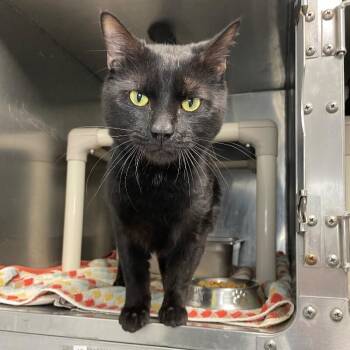 Domestic Medium Hair Cats Available for Adoption in Roanoke, Virginia - Little Bear | PetCurious