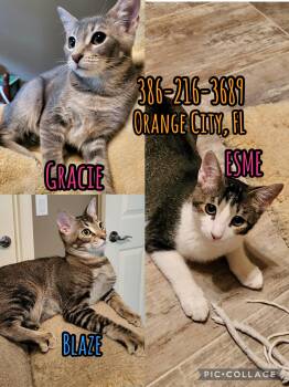 3 kittens need homes (can adopt separate) -  Domestic Short Hair Cat for Adoption in Port Orange, Florida - 3 Kittens Need Homes (can Adopt Separate) | PetCurious