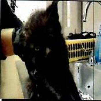 Fel -  Domestic Short Hair Cat for Adoption in Pleasant Hill, California - Fel | PetCurious