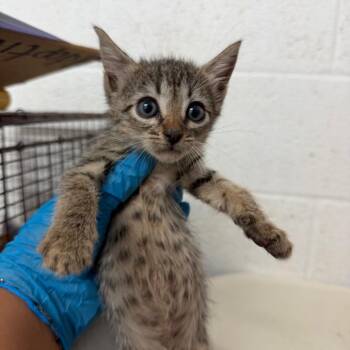 Garlic -  Domestic Short Hair Cat for Adoption in Edinburg, Texas - Garlic | PetCurious