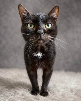 MIDNIGHT -  Domestic Short Hair Cat for Adoption in Westminster, Maryland - MIDNIGHT | PetCurious