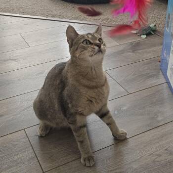 Octopus -  Domestic Short Hair Cat for Adoption in Saint Paul, Minnesota - Octopus | PetCurious