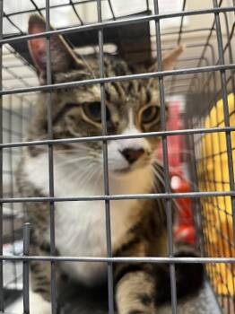 SORA -  Domestic Short Hair Cat for Adoption in Las Vegas, Nevada - SORA | PetCurious