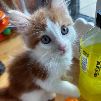 Doze -  Domestic Long Hair Cat for Adoption in Evanston, Illinois - Doze | PetCurious
