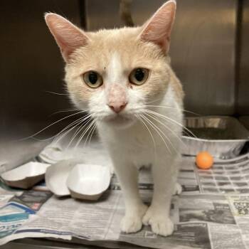 Tulip -  Domestic Short Hair Cat for Adoption in Chicago, Illinois - Tulip | PetCurious