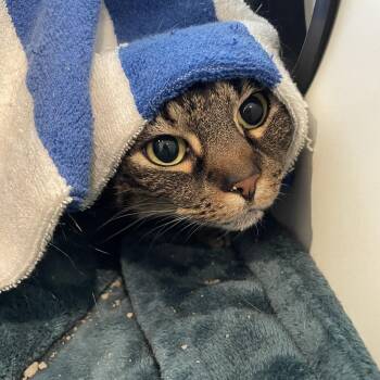 Princess -  Domestic Short Hair Cat for Adoption in Saint Charles, Missouri - Princess | PetCurious