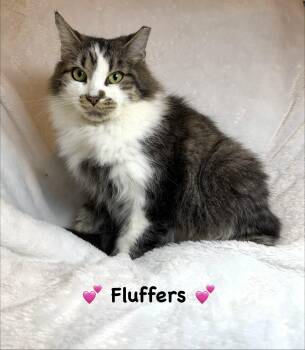 Fluffers -  Domestic Long Hair Cat for Adoption in Copley, Ohio - Fluffers | PetCurious