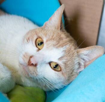 Domestic Short Hair Cats Available for Adoption in Boston, Massachusetts - GOOZ | PetCurious