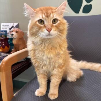 Ozzy -  Domestic Long Hair Cat for Adoption in Kent, Washington - Ozzy | PetCurious