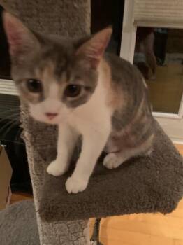 Harmony -  Domestic Short Hair Cat for Adoption in Pickering, Ontario - Harmony | PetCurious
