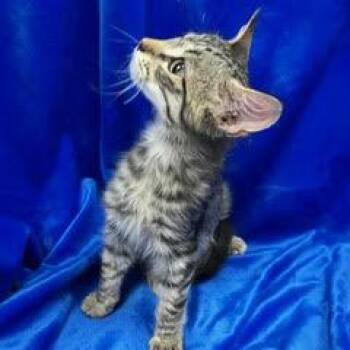 Justice -  Tabby Cat for Adoption in Green Valley, Arizona - Justice | PetCurious