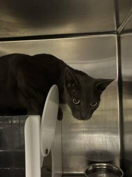 MALFOY -  Domestic Short Hair Cat for Adoption in Rancho Cucamonga, California - MALFOY | PetCurious